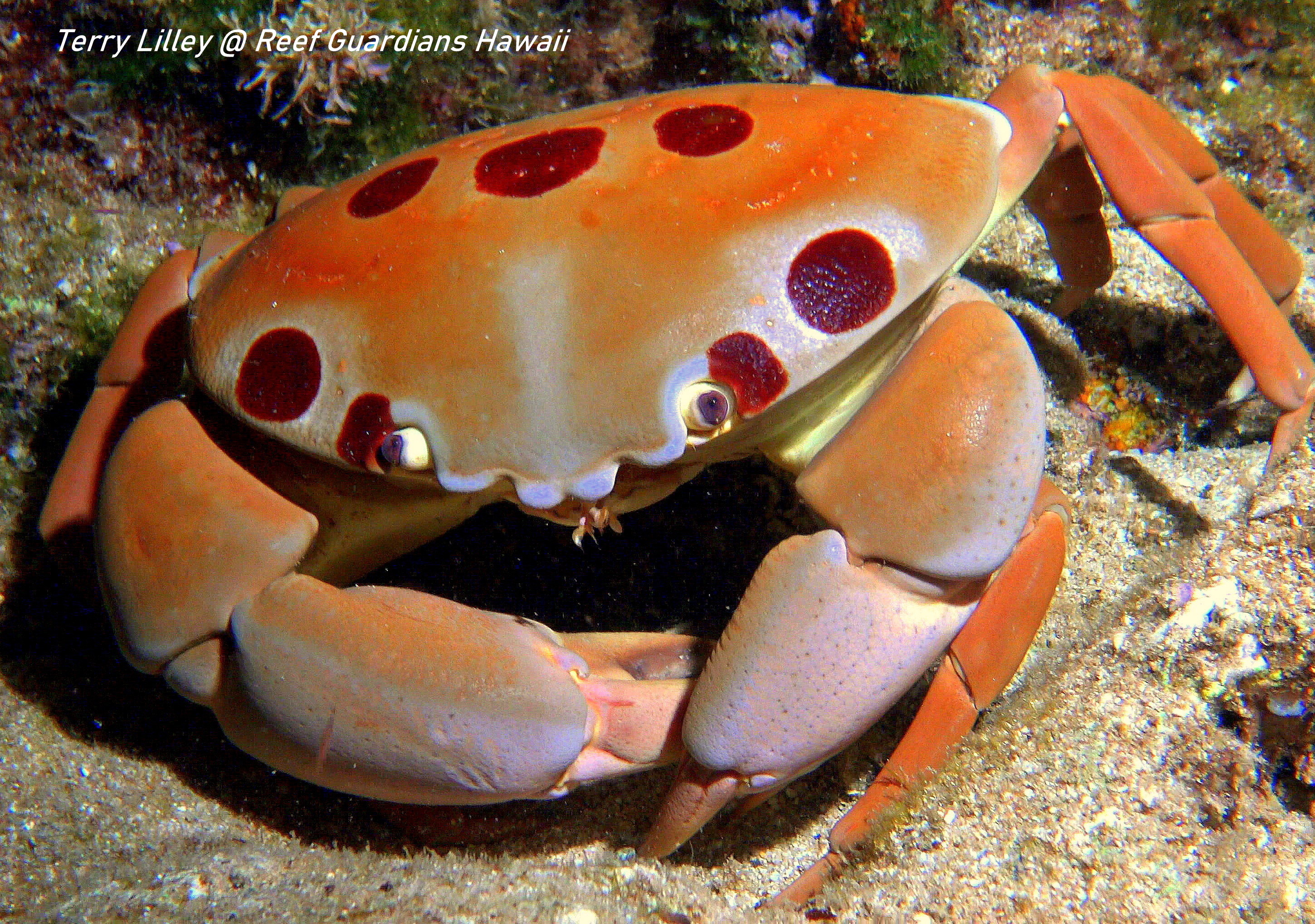 Seven-Eleven Crab